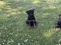 AKC Nia, a female German Shepherd Dog for sale in Rock Hill, SC – 3 of 5