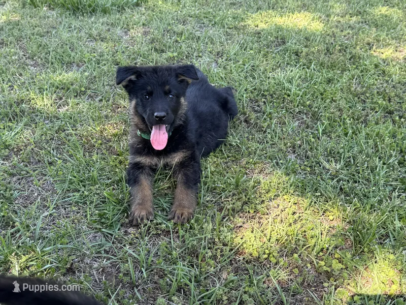 AKC Nia, a female German Shepherd Dog for sale in Rock Hill, SC – 1 of 5