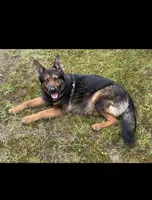 AKC Nia, a female German Shepherd Dog for sale in Rock Hill, SC – 4 of 5