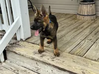 AKC Nala, a female German Shepherd Dog for sale in Rock Hill, SC – 5 of 5