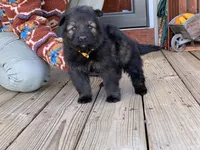 AKC Yugo, a male German Shepherd Dog for sale in Rock Hill, SC – Photo 7 of 8