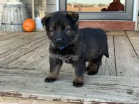 AKC Yugo, a male German Shepherd Dog for sale in Rock Hill, SC – Photo 8 of 8