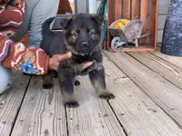 AKC Yugo, a male German Shepherd Dog for sale in Rock Hill, SC – Photo 6 of 8