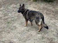 AKC Yugo, a male German Shepherd Dog for sale in Rock Hill, SC – Photo 2 of 8