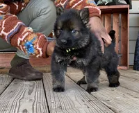 AKC Yugo, a male German Shepherd Dog for sale in Rock Hill, SC – Photo 4 of 8