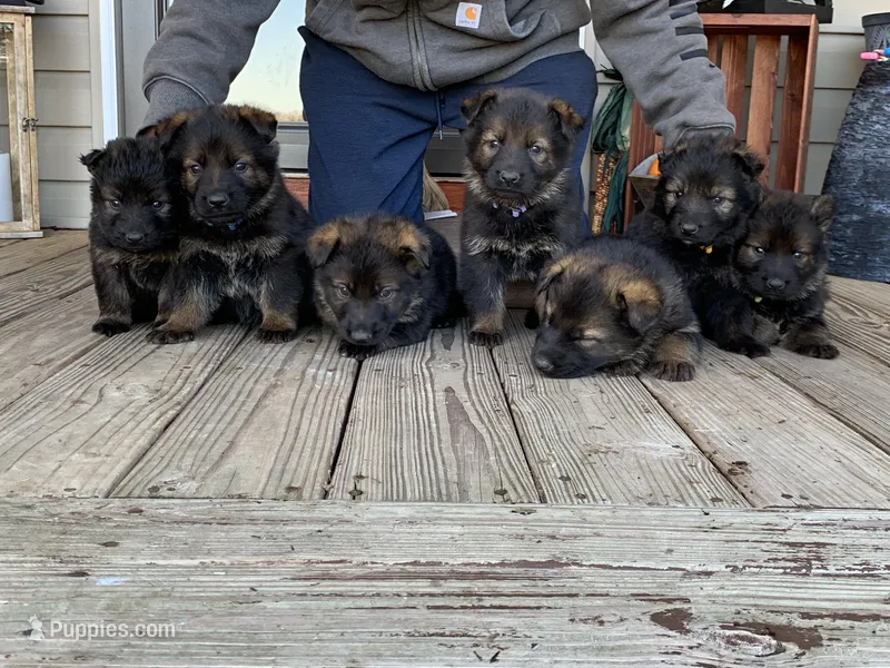 AKC Yugo, a male German Shepherd Dog for sale in Rock Hill, SC – Photo 1 of 8