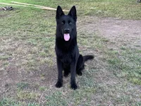 AKC Yugo, a male German Shepherd Dog for sale in Rock Hill, SC – Photo 3 of 8