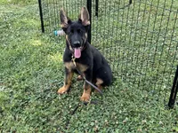 AKC Nia, a female German Shepherd Dog for sale in Rock Hill, SC – 3 of 6