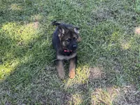 AKC Nicky, a female German Shepherd Dog for sale in Rock Hill, SC – 4 of 6