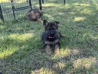 AKC Nicky, a female German Shepherd Dog for sale in Rock Hill, SC – 3 of 6