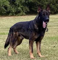 AKC Nicky, a female German Shepherd Dog for sale in Rock Hill, SC – 5 of 6