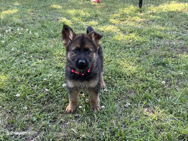 AKC Nicky, a female German Shepherd Dog for sale in Rock Hill, SC – 1 of 6