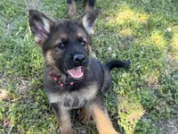 AKC Nicky, a female German Shepherd Dog for sale in Rock Hill, SC – 2 of 6