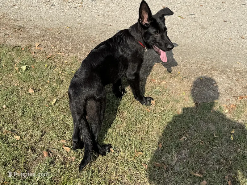 AKC Osiris  – German Shepherd Dog puppy for sale in Rock Hill, SC