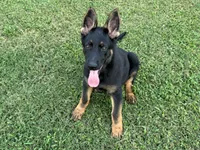 AKC O’Riley , a female German Shepherd Dog for sale in Rock Hill, SC – 3 of 6