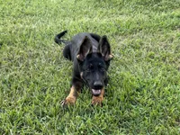 AKC O’Riley , a female German Shepherd Dog for sale in Rock Hill, SC – 2 of 6
