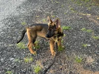 AKC Nicky, a female German Shepherd Dog for sale in Rock Hill, SC – 2 of 6