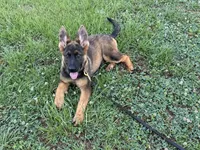 AKC Nicky, a female German Shepherd Dog for sale in Rock Hill, SC – 4 of 6