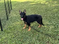 AKC Nia, a female German Shepherd Dog for sale in Rock Hill, SC – 4 of 6