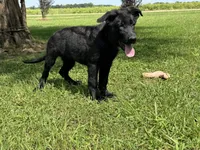 AKC Osiris , a male German Shepherd Dog for sale in Rock Hill, SC – 4 of 5