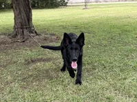 AKC Osiris , a male German Shepherd Dog for sale in Rock Hill, SC – 4 of 6