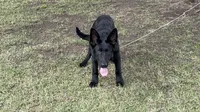 AKC Osiris , a male German Shepherd Dog for sale in Rock Hill, SC – 3 of 6
