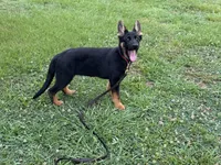 AKC Nia, a female German Shepherd Dog for sale in Rock Hill, SC – 2 of 6