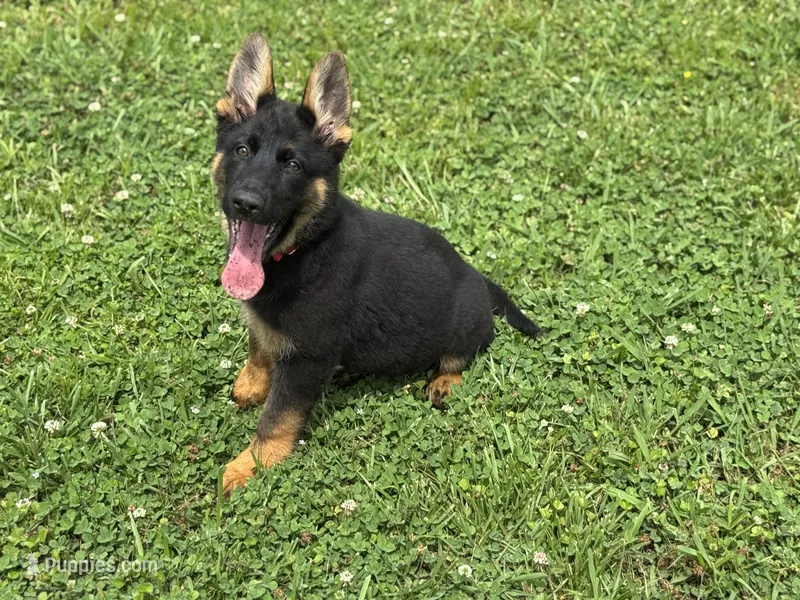 AKC Nia – German Shepherd Dog puppy for sale in Rock Hill, SC