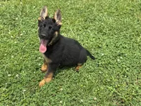 AKC Nia, a female German Shepherd Dog for sale in Rock Hill, SC – 1 of 7
