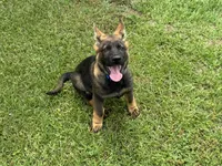 AKC Nala, a female German Shepherd Dog for sale in Rock Hill, SC – 4 of 5