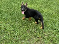 AKC Nia, a female German Shepherd Dog for sale in Rock Hill, SC – 4 of 7
