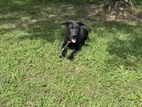 AKC Osiris , a male German Shepherd Dog for sale in Rock Hill, SC – 2 of 5