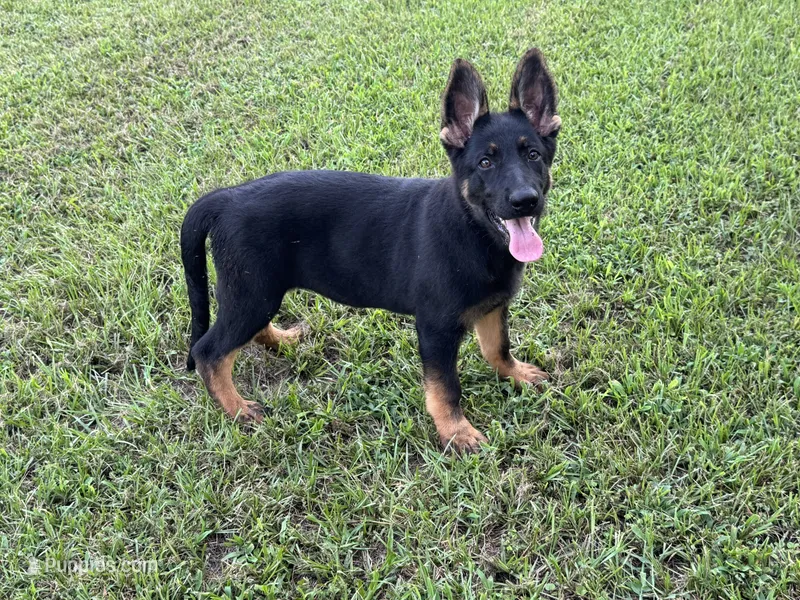 AKC O’Riley  – German Shepherd Dog puppy for sale in Rock Hill, SC