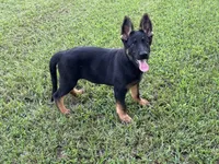 AKC O’Riley , a female German Shepherd Dog for sale in Rock Hill, SC – 1 of 6