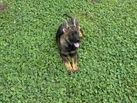 AKC Nala, a female German Shepherd Dog for sale in Rock Hill, SC – 3 of 5