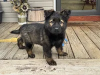 AKC Ratchet , a male German Shepherd Dog for sale in Rock Hill, SC – 2 of 4