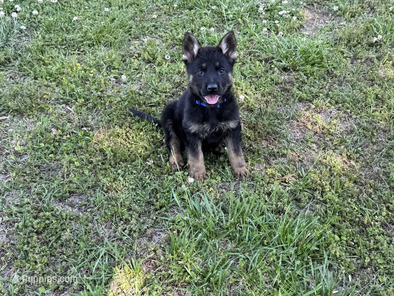 AKC Nola – German Shepherd Dog puppy for sale in Rock Hill, SC