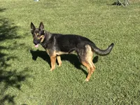 AKC Lissy, a female German Shepherd Dog for sale in Rock Hill, SC – Photo 4 of 6