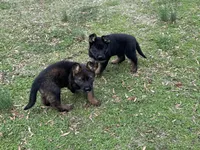 AKC Lissy, a female German Shepherd Dog for sale in Rock Hill, SC – Photo 2 of 6