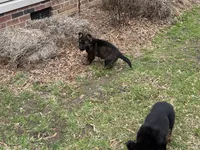 AKC Lissy, a female German Shepherd Dog for sale in Rock Hill, SC – Photo 5 of 6