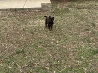 AKC Lissy, a female German Shepherd Dog for sale in Rock Hill, SC – Photo 6 of 6