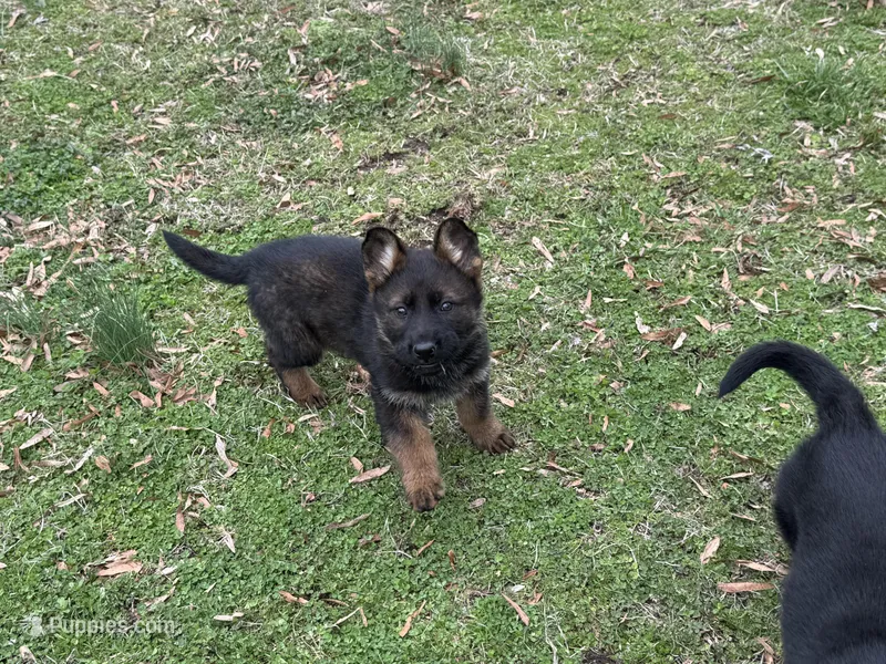 AKC Lissy, a female German Shepherd Dog for sale in Rock Hill, SC – Photo 1 of 6