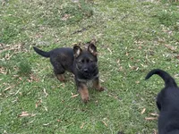 AKC Lissy, a female German Shepherd Dog for sale in Rock Hill, SC – Photo 1 of 6