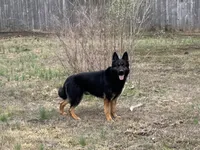 AKC O’Riley , a female German Shepherd Dog for sale in Rock Hill, SC – 5 of 6