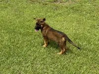 AKC Nicky, a female German Shepherd Dog for sale in Rock Hill, SC – 3 of 7