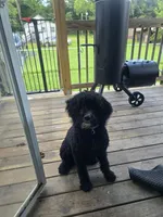 Onyx, a male Miniature Bernedoodle for sale in Albertson, NC – 2 of 2