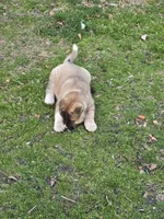 Heaven, a female Akita for sale in Albertson, NC – Photo 7 of 8