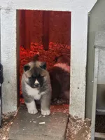 Heaven, a female Akita for sale in Albertson, NC – Photo 1 of 8
