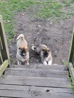 Heaven, a female Akita for sale in Albertson, NC – Photo 4 of 8