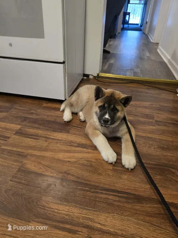 Heaven – Akita puppy for sale in Albertson, NC
